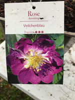 Rose - Veilchenblau